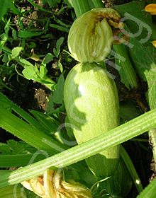 Cucurbita pepo 'Magda Middle Eastern'